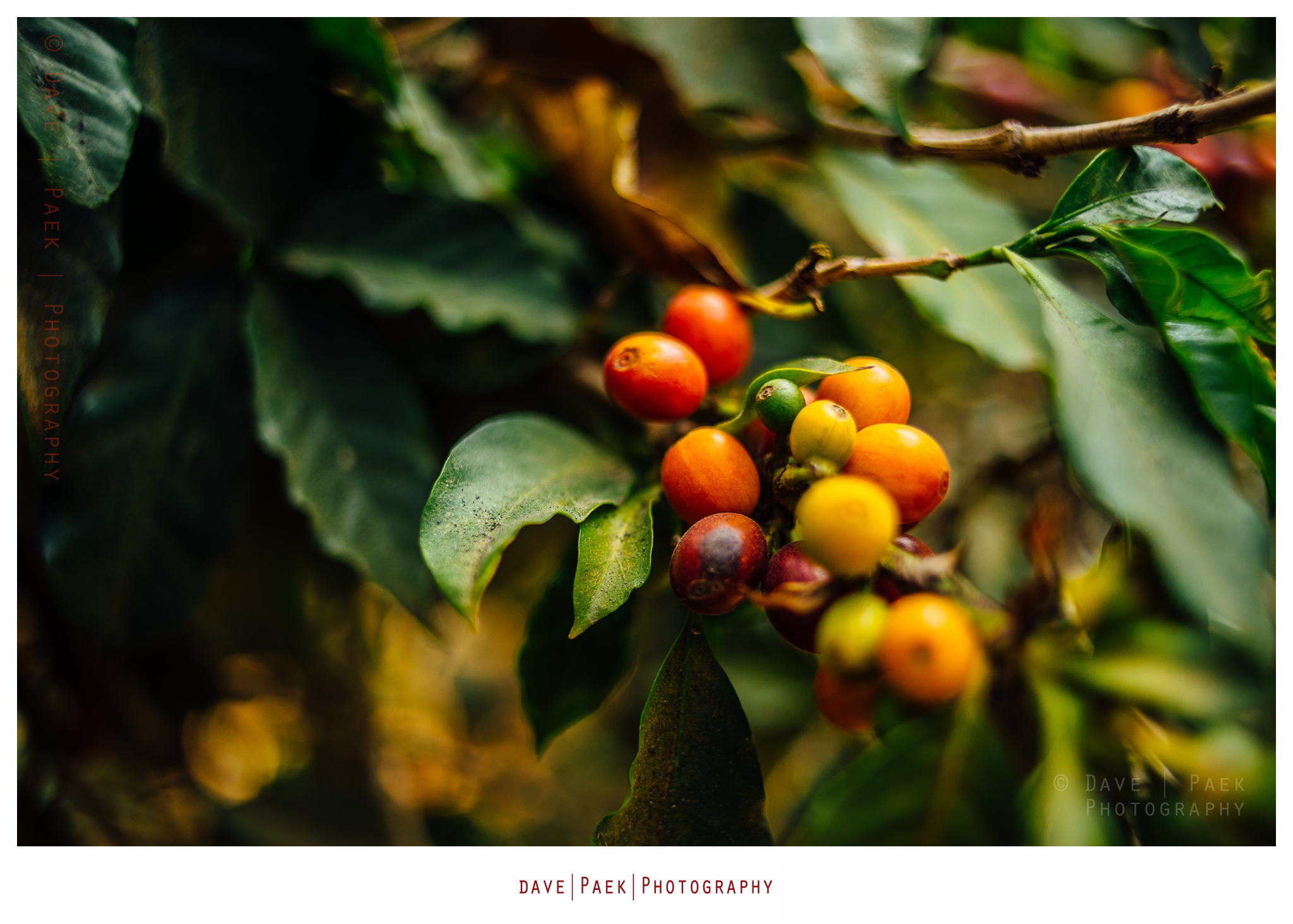 Best Destination Wedding Photos - R Dalton Coffee Plantation Guatemala